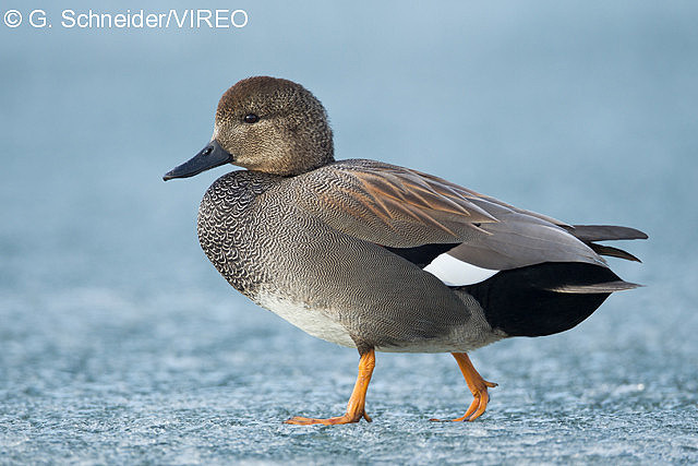 Gadwall